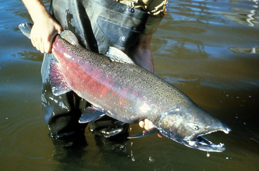Речная рыбалка на Аляске - возможности и сезоны