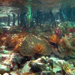 Virgin Islands Coral Reef National Park