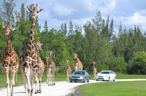 Cафари-парк Lion Country